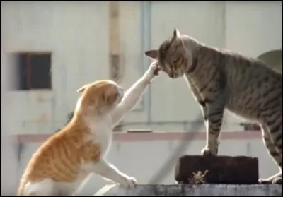 Tu es ENFIN nommé guerrier sous le nom de Vol d'Oiseaux ! Mais ta sur Nuage d'Orchidée reste apprentie et est très jalouse. Alors tu...