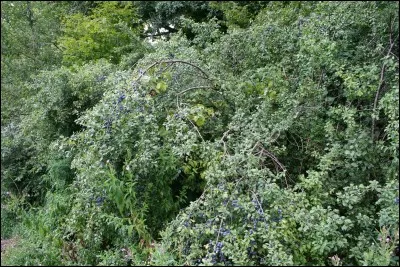 Lors d'une de tes patrouilles, tu réalises qu'un chat s'introduit mystérieusement dans le territoire, et tu décides de...