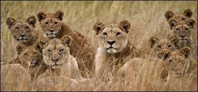 Sur quel continent vivent la plupart des lions à l'état sauvage ?