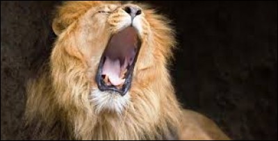 Quel nom, synonyme de "rauquement", désigne le cri du lion qui s'entend à plus de 8 kilomètres ?