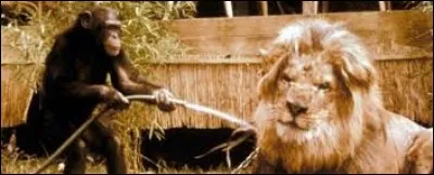 Quel mot swahili signifiant "docteur" est le titre d'une série des années 1960, racontant l'histoire de Clarence le lion et Judy la guenon ?