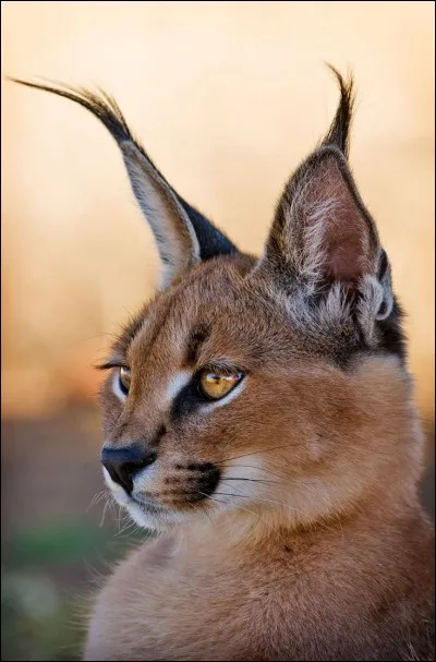 Quel est cet animal ?