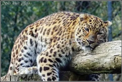 Quel est cet animal ?