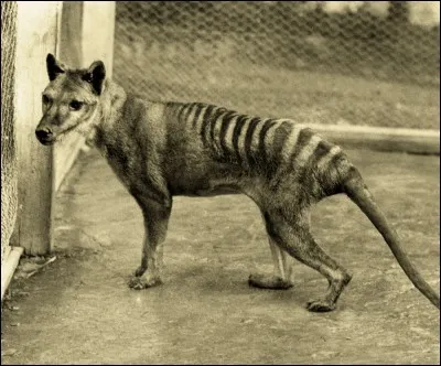 Quelle est cette magnifique bête disparue ?