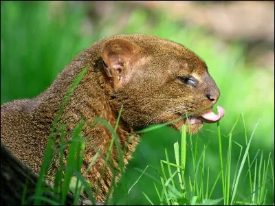 Quel est cet animal ?
