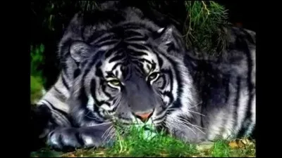 Quel est cet animal ?