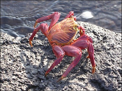 Quelle est cette espèce de crabe ?