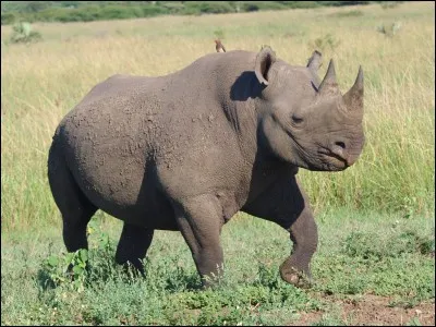 En quelle année le rhinocéros noir a-t-il été déclaré éteint ?