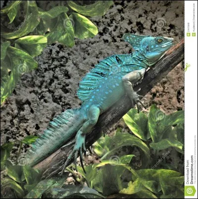 Quel est ce lézard ?