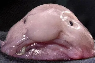 Quel est ce poisson ?