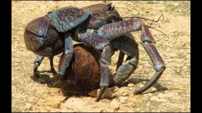 Quel est cet animal ?