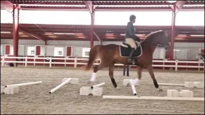 Qu'est-ce qu'un cavaletti ?