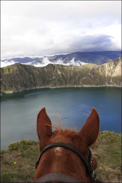 Quand un cheval est-il attentif et vigilant ?
