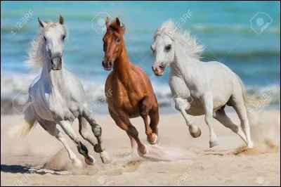 Le galop peut se pratiquer :