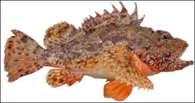 Son nom scientifique est Sebastapistes scorfa. Malgré sa laideur, ce poisson de roche est délicieux.