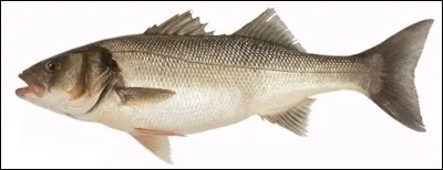 On peut trouver ce poisson sous plusieurs noms suivant le lieu où il est pêché et sa variété. Lequel de ceux-ci ne lui est pas attribué ?