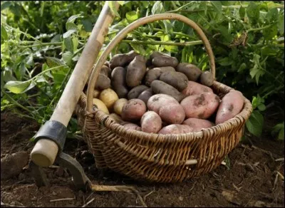 Une de ces variétés n'est pas celle d'une pomme de terre. Laquelle ?