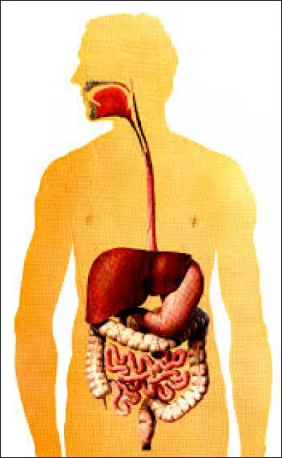 Chez un adulte, la totalité de l'appareil digestif mesure combien ?