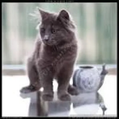 De quel pays est originaire le chartreux ?