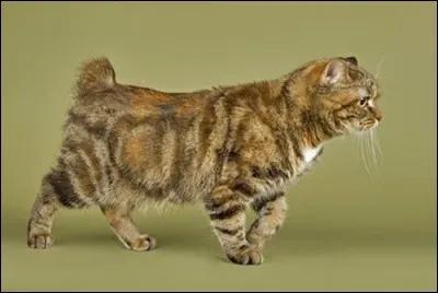 Quel autre nom donne-t-on au chat de l'île de Man ?