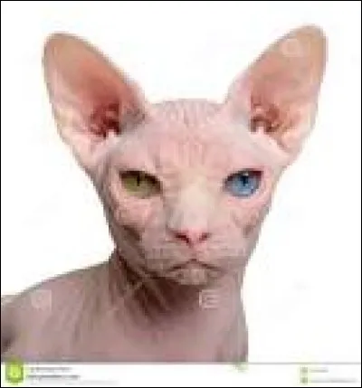 Comment s'appelle le chat sans poils ?