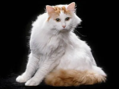 Quel chat est réputé pour être bon nageur ?