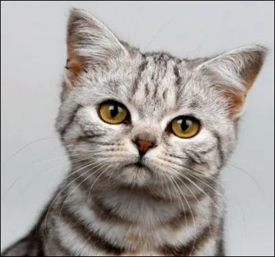 Quel est le pays d'origine de l'american shorthair ?