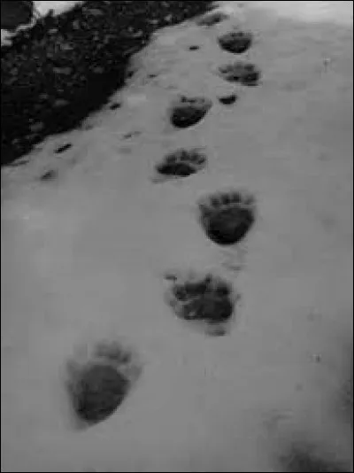 Quelle grosse bébête carnivore a laissé ces traces dans la neige ?