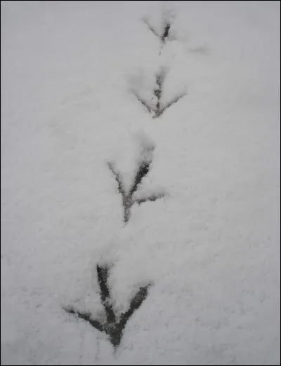 Le chasseur anglais dirait "a goose", mais de quel animal parle-t-il ?