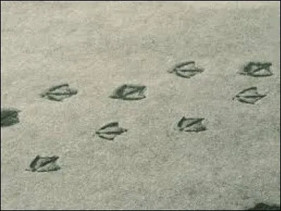 Quel animal souvent accompagné d'un lapin a fait ces traces ?