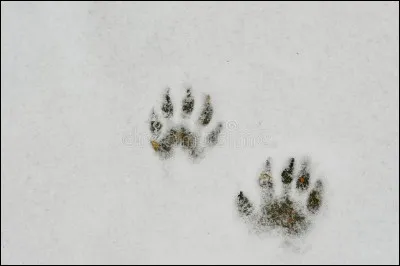 Seul Davy Crockett ne serait pas effrayé par ces empreintes. De quel animal s'agit-il ?