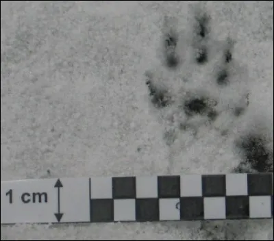 Quel animal a laissé cette trace dans la neige ?