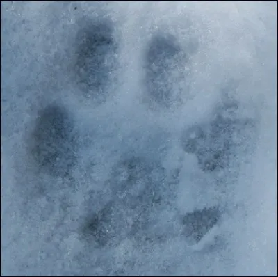 Quelle affirmation est correcte concernant l'empreinte d'un lynx ?