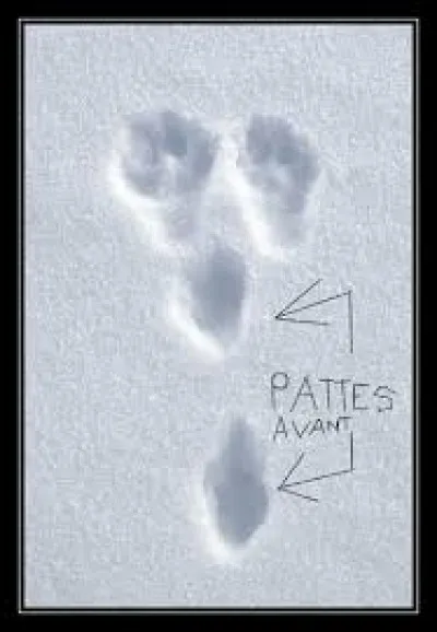 Quel animal sera dans votre assiette si vous retrouvez le responsable de ses traces ?