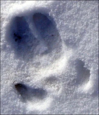 À quel animal capable de faire de gros dégâts dans votre jardin ou dans un champs de maïs, cette trace appartient-elle ?