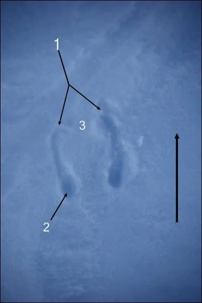 Quel animal habitué à la neige a laissé cette empreinte ?