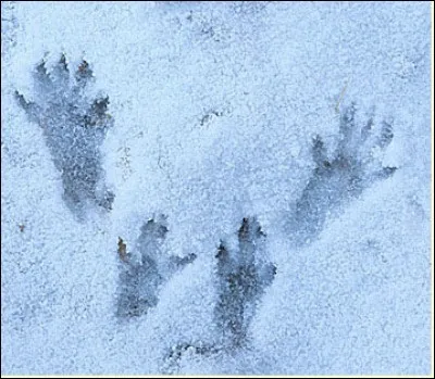 Que vous inspire cette empreinte dans la neige ?