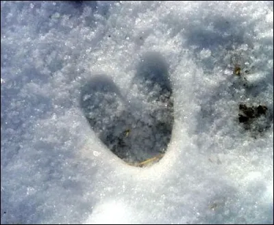 Quel animal a laissé cette trace en forme de coeur ?