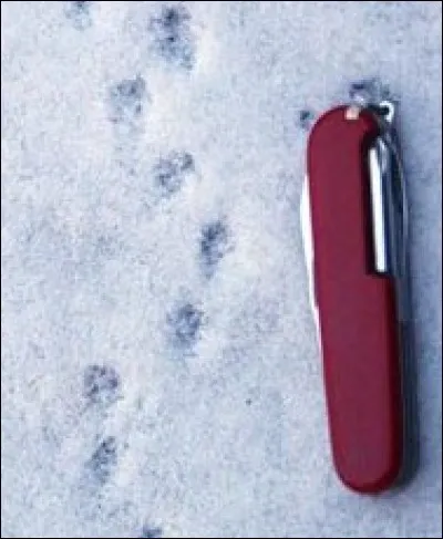 À quel animal appartiennent ces petites traces laissées dans la neige ?