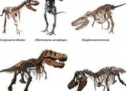 Quiz Les dates de dcouverte des dinosaures tyrannosauridae