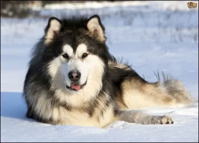Quel est le pays d'origine du malamute ?