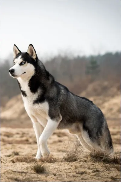 Quel est le cri du husky ?