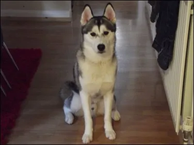 Quel est le poids normal pour un husky mâle ?