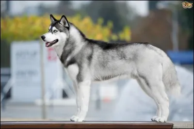 Le husky est le chien de traîneau le plus...