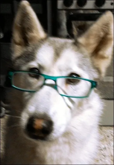 Quel est le chien de traîneau le plus ancien ?