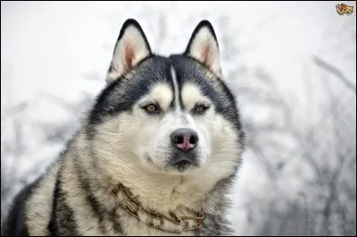 Quel est l'ancêtre du husky ?
