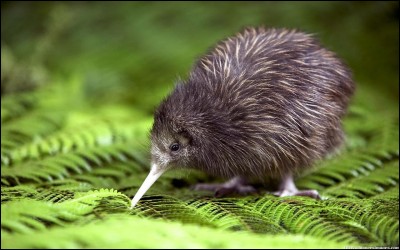Dans quel pays vit le kiwi ?