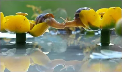 Ce n'est pas parce qu'il est lent que cet animal n'a pas gagné la course.