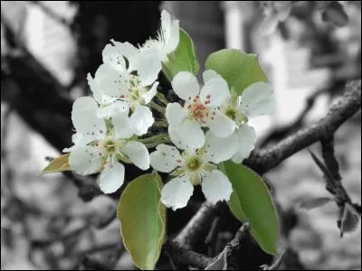 De quel arbre sont issues ces fleurs ?