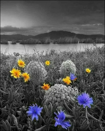 Que sont ces fleurs de montagne d'un jaune resplendissant ?